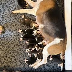 Harrier Puppies from Darkfire Harriers