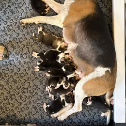 Harrier Puppies from Darkfire Harriers