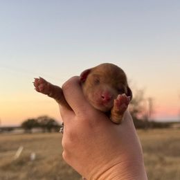 Holly - Dapple female Dachshund puppy in Rising Star, Texas from Boring Weenies