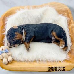 Boone - Black tri-color male Aussiedoodle puppy in Chattanooga, Tennessee from Remedy Ranch Aussiedoodles
