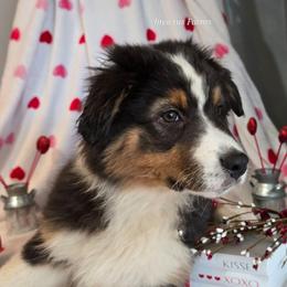 Achilles - Black tri-color male Australian Shepherd puppy in Smithfield, Utah from Invictus Farms