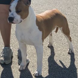 Dino - American Staffordshire Terrier