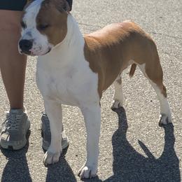 Dino - American Staffordshire Terrier