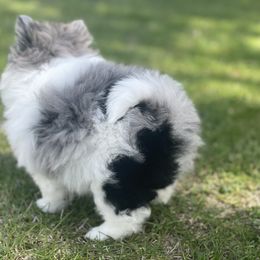 Pomeranian Puppies from POMS USA