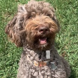 Sarah - Goldendoodle