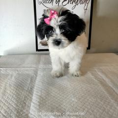 Nixy - Black and white female Shorkie puppy in Boca Raton, Florida from Tina-Marie's Pups