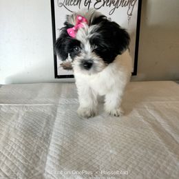 Nixy - Black and white female Shorkie puppy in Boca Raton, Florida from Tina-Marie's Pups