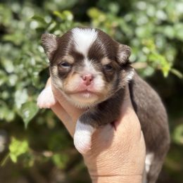 Boy 1 - Chocolate and tan male Chihuahua puppy in Newport Beach, California from Exotic City Pomeranians and chihuahuas