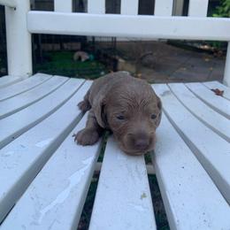 Janet - Fawn (isabella) and tan female Dachshund puppy in Westlake, Florida from Lazy Acres Farm