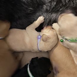 Goldendoodle Puppies from Cottage Companion Doodles