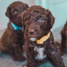 Sunny - Brown male Poodle puppy in Midwest City, Oklahoma from Strawberry Hill Puppy Patch