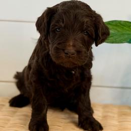 Willow - Chocolate female Goldendoodle puppy in Livermore, Colorado from Heritage Hills Family Doodles