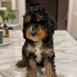Whipped Cream - Tri-color female Bernedoodle puppy in Modesto, California from Central Valley Canine Companions