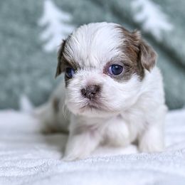 Teddy - Cream and white male Shih Tzu puppy in Montrose, Colorado from Nana's Happy Pups
