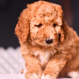 Purple - Red female Bernedoodle puppy in Macomb, Oklahoma from Fife and Wife Ranch LLC