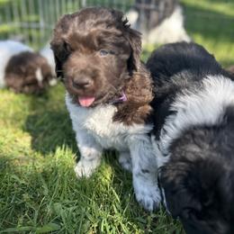 Newfoundland Puppies from Gable's Homegrown Pawprints
