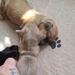 Five - Fawn (Isabella) female Dachshund puppy in Gordon, Georgia from Long Dogs Yellow Farm