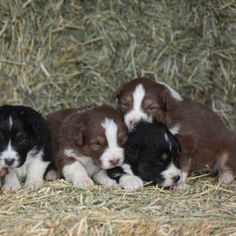 Australian Shepherd Puppies from 10-BAR-Y RANCH