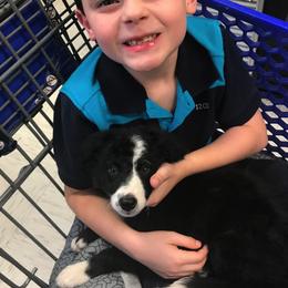 Border Collie Puppies from Ferguson Border Collies