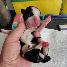 Millie - Black and white female Shih Tzu puppy in Palmyra, New York from Karen's Tzus of Palmyra-Macedon