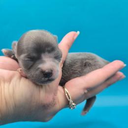 Visenya - Blue female Chihuahua puppy in Silver Summit, Utah from Snow Peak Kennel