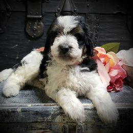 Girl 1 - Black white and tan female Springerdoodle puppy in Fargo, North Dakota from Dakota SpringerDoodles