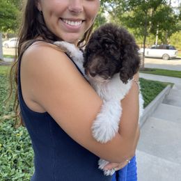 Goldendoodle Puppies from Labradoodleday