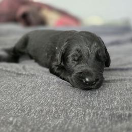 Female 6 - Black female Giant Schnauzer puppy in Mcneal, Arizona from Olympian Giant Schnauzers and Westie’s!