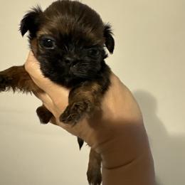 Mr  Brown - Red and tan male Shih Tzu puppy in Spring, Texas from Precious Tzu Crew