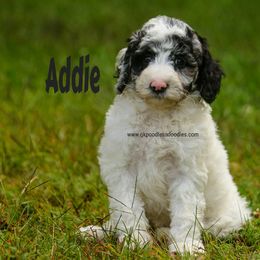 Addie - Merle female Labradoodle puppy in Saint Cloud, Minnesota from Grace Kennel