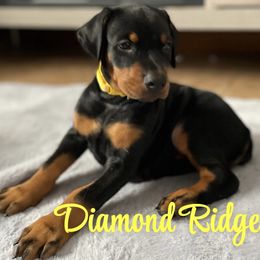 Yellow  collared girl - Black and rust female Doberman Pinscher puppy in Winamac, Indiana from DIAMOND RIDGE DOBERMANS