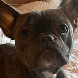 French Bulldogs from VanMeter Baby Blues