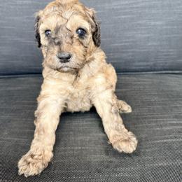 Dash - Sable male Assorted Doodle Crosses puppy in Irmo, South Carolina from Kava Kennels