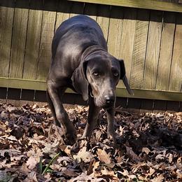Raven - Weimaraner