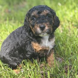 Larson - Black and tan female Cockapoo puppy in Marietta, South Carolina from River Falls Cockapoos