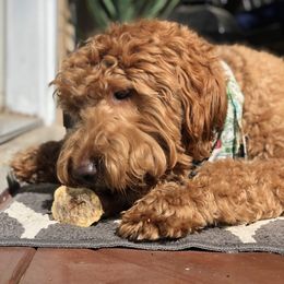 Labradoodle All Grown Up from Faulkner Doodles