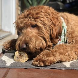 Labradoodle All Grown Up from Faulkner Doodles