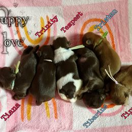 Shih Tzu Puppies from LaDawn’s Little Lions