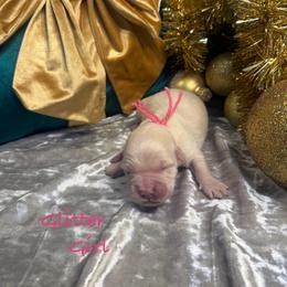 Glitter - Light golden female Golden Retriever puppy in Rockville, Minnesota from Bracha Poodles & Doodles