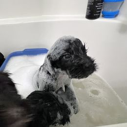 Portuguese Water Dog Puppies from Yellowstone Porties