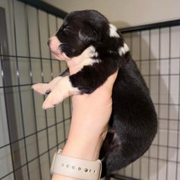 Jack - Black tri-color male Australian Shepherd puppy in Anniston, Alabama from All Hale Aussies