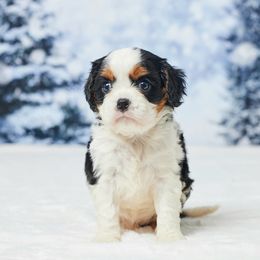 Elsie - Tri-color female Cavalier King Charles Spaniel puppy in Apple Creek, Ohio from Grandeur Valley Puppies
