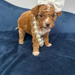 Pink collar - Red  female Goldendoodle puppy in Calico Rock, Arkansas from Cottrell’s Poodles & Doodles