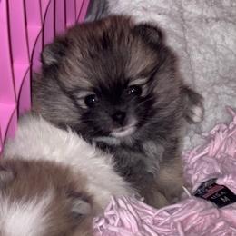 Paris - Cream sable female Pomeranian puppy in Arizona from Ma Petite Amore Pomeranians