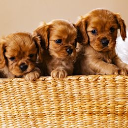 Cavalier King Charles Spaniel Puppies from Carolina Cavaliers
