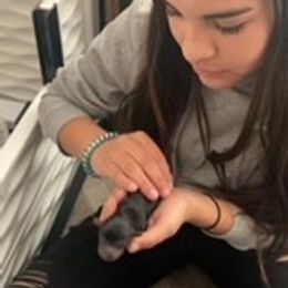 Yorkshire Terrier Puppies from Rio Grande Yorkies