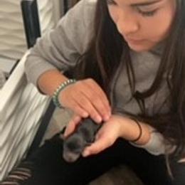 Yorkshire Terrier Puppies from Rio Grande Yorkies