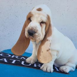 Basset Hound Puppies from Double Branch Basset Hounds