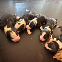 Boy 1 - Black and tan male Pembroke Welsh Corgi puppy in Pinetop Lakeside, Arizona from Happy Tails Corgi Farm