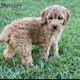 Goldendoodle Puppies from Zink Doodles